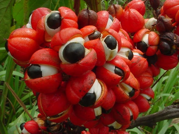 fruit du guarana